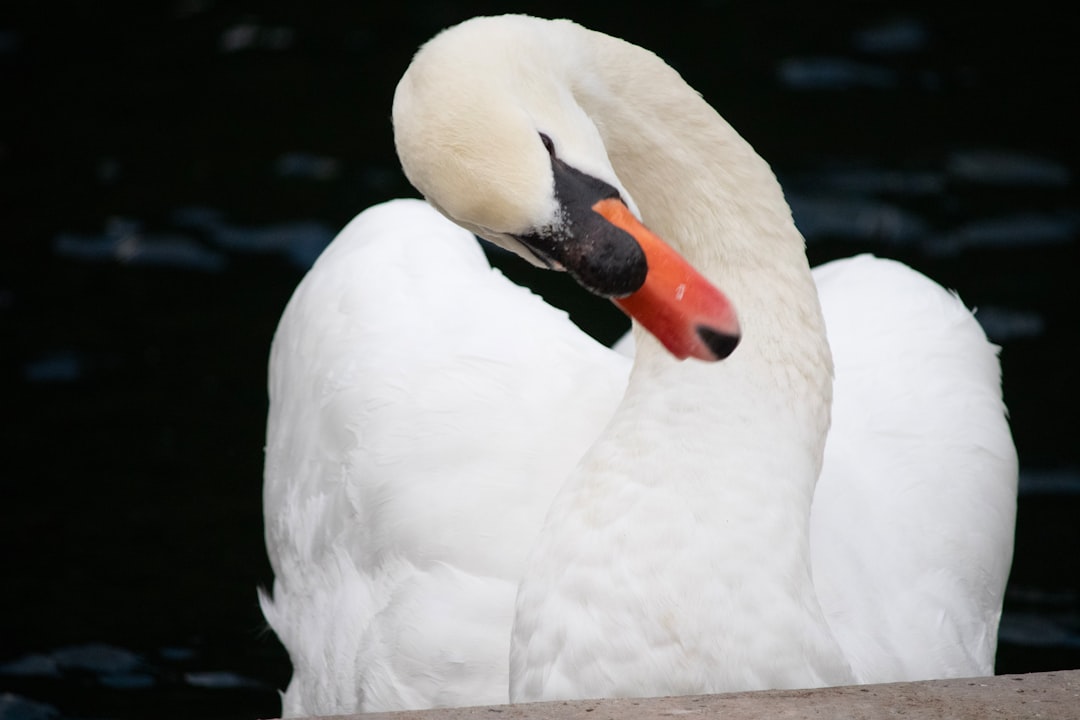 Photo Bird, Nature